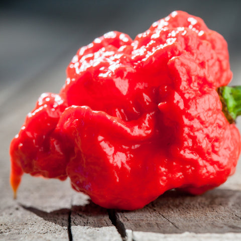 Carolina Reaper Variant BX seeds