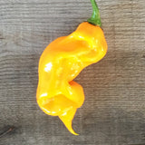 Trinidad Viper X Purple Bhut YELLOW Long