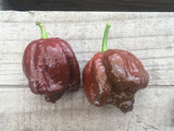 7 Pot Brown X Moruga "SL" seeds