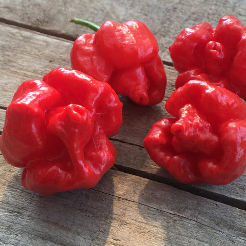 Trinidad Scorpion Moruga seeds