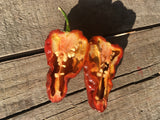 7 Pot Brown X Bhut Jolokia "SL" seeds