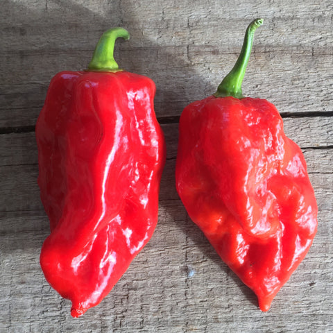 Nagavina (Bhut Jolokia X Red Savina) "SL" F5 seeds