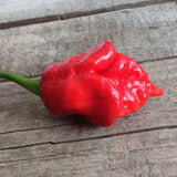Trinidad Scorpion Butch-T