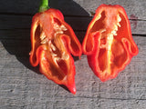 Trinidad Scorpion Butch-T