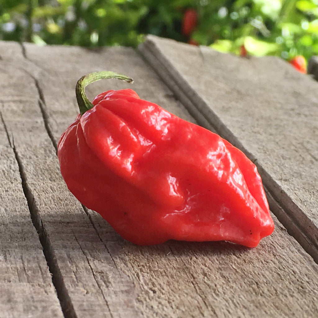 Piment Bhut Jolokia