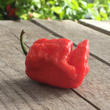 DR Piment DRP 01 Butch-T X Bhut Jolokia