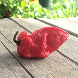 DR Piment DRP 02 Bhut Jolokia X Yellow Devil Tongue