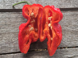 DR Piment DRP 02 Bhut Jolokia X Yellow Devil Tongue