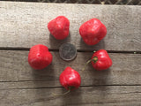DR Piment DRP 05 Butch-T X Cherry