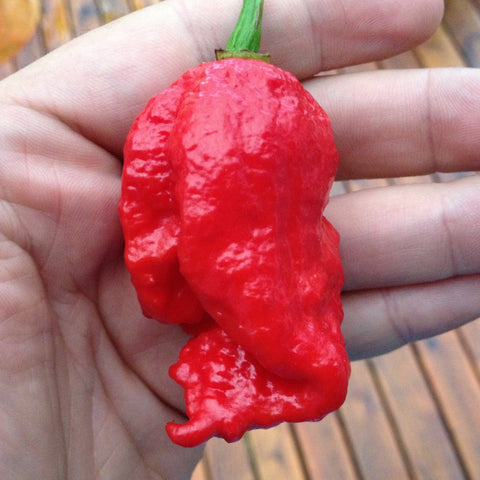 Carolina Reaper seeds Long mutant