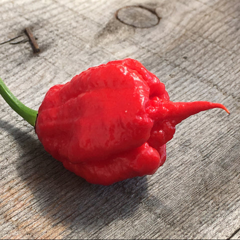 Carolina Reaper seeds